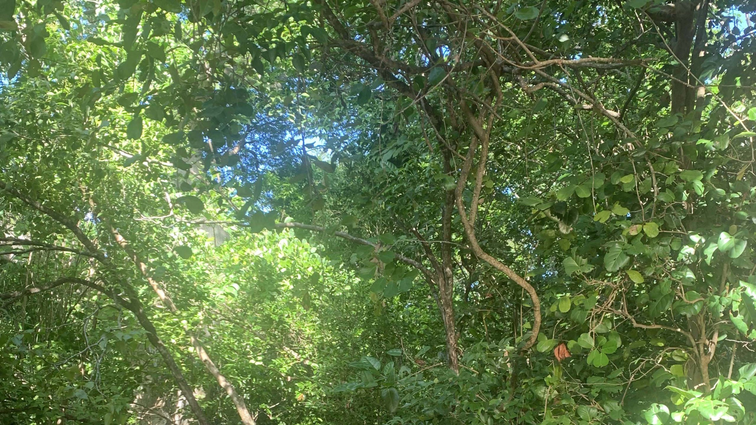 Live Oak Trees Florida