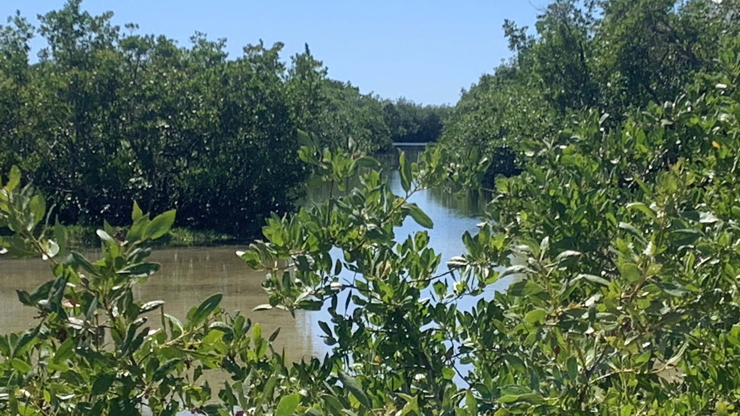 Food Trucks For Birds mangroves